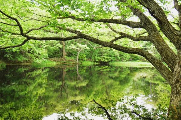 平伏沼の風景