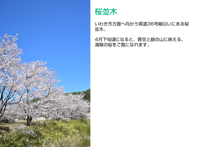 桜並木の詳細