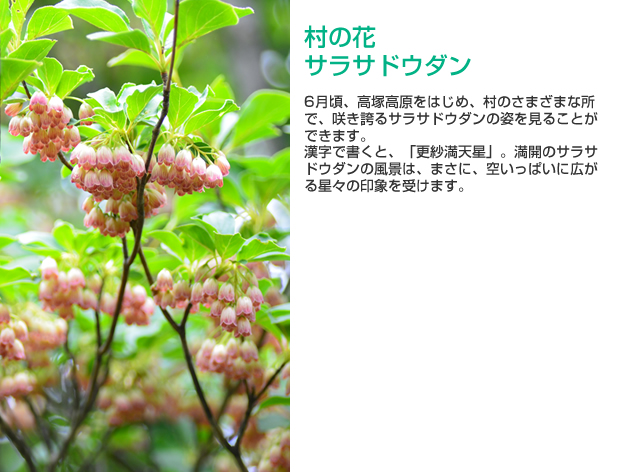 村の花 サラサドウダンの詳細